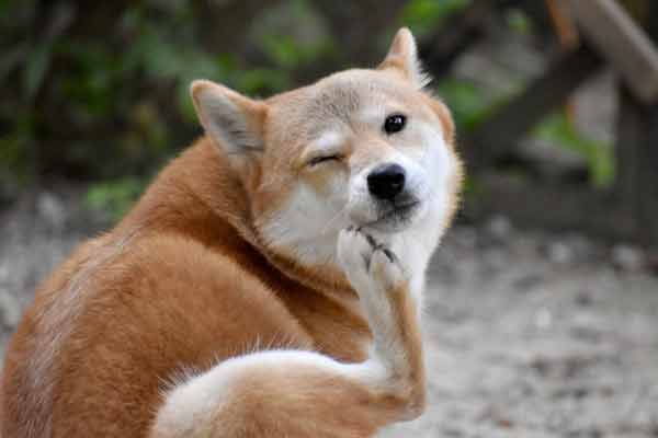 このこのごはんサンプルお試しで事前確認しておきたいアレルギー物質